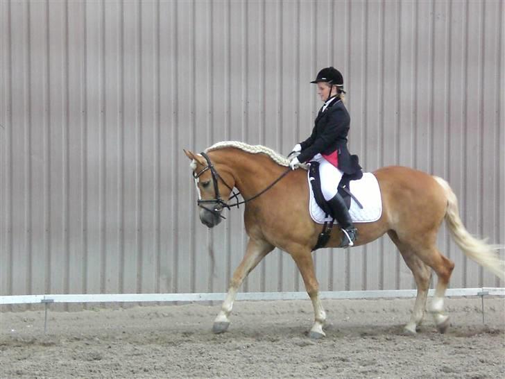 Haflinger Maud billede 6