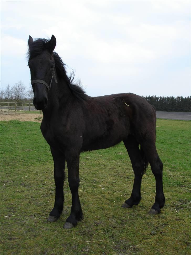 Barockpinto First Knight  billede 9