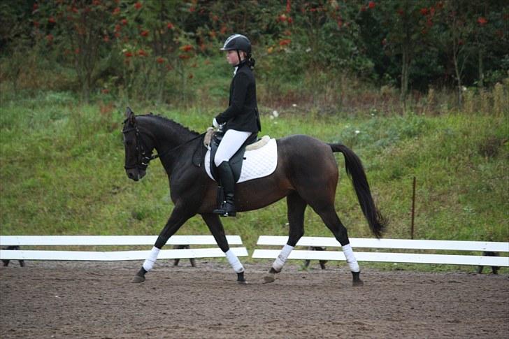 Anden særlig race  Quick Star¤solgt&savnet¤ - Dressur stævne VBR (LD2) første udplaceret = nr. 3             foto: Sofie Østergaard billede 15