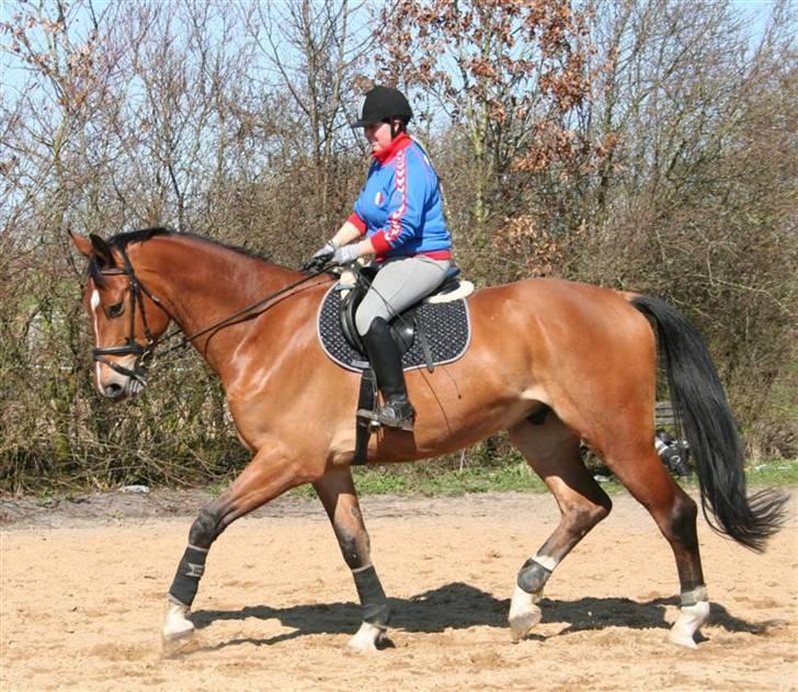 Holstener C-Hightower Højgård billede 3