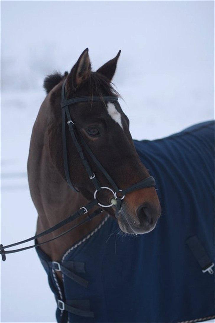 Anden særlig race  Quick Star¤solgt&savnet¤ - Smuk som hun er (:            Foto: Sofie Østergaard billede 17