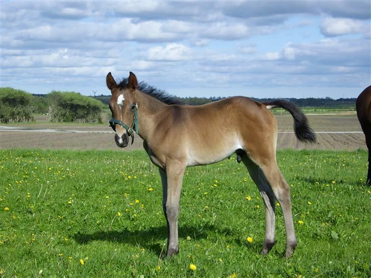 Dansk Varmblod Falcon billede 1
