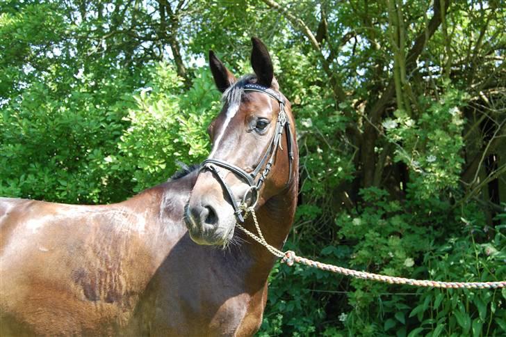 Holstener Clarissa R.I.P elsker dig billede 1