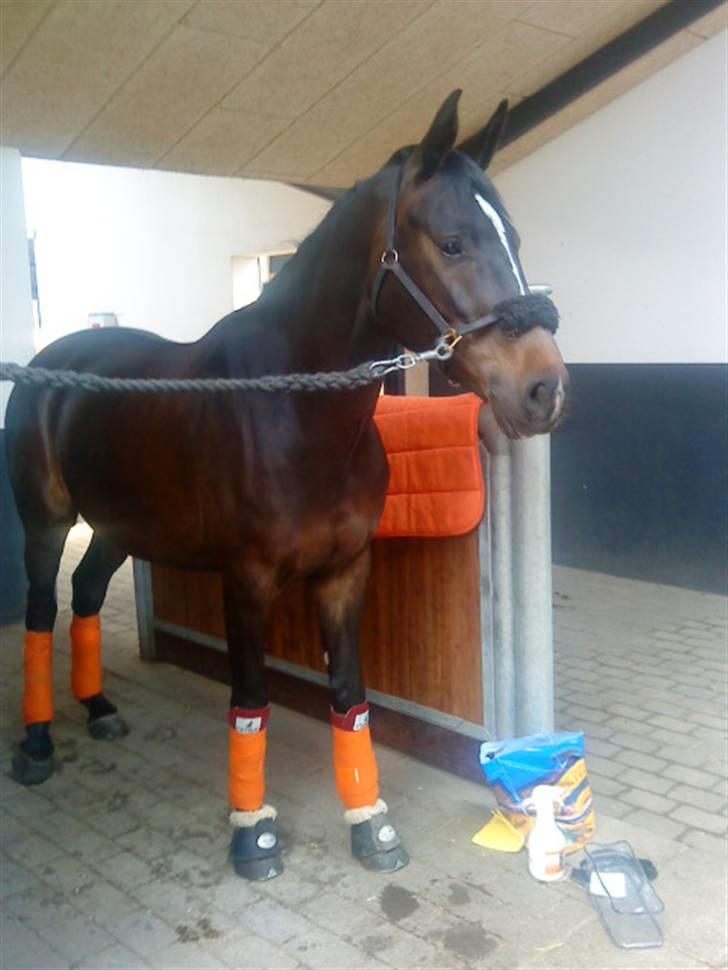 Holstener Clarissa R.I.P elsker dig billede 11