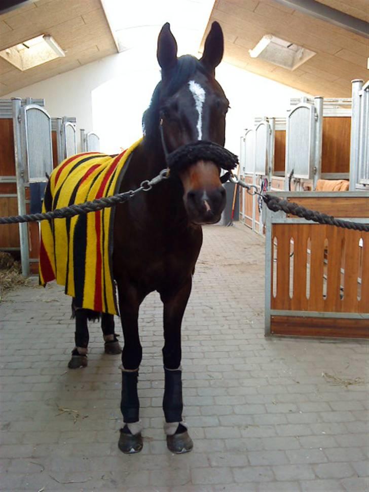 Holstener Clarissa R.I.P elsker dig billede 12