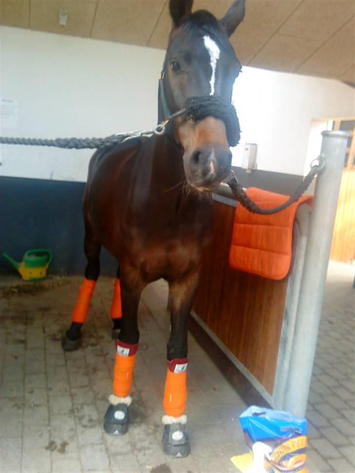 Holstener Clarissa R.I.P elsker dig billede 13