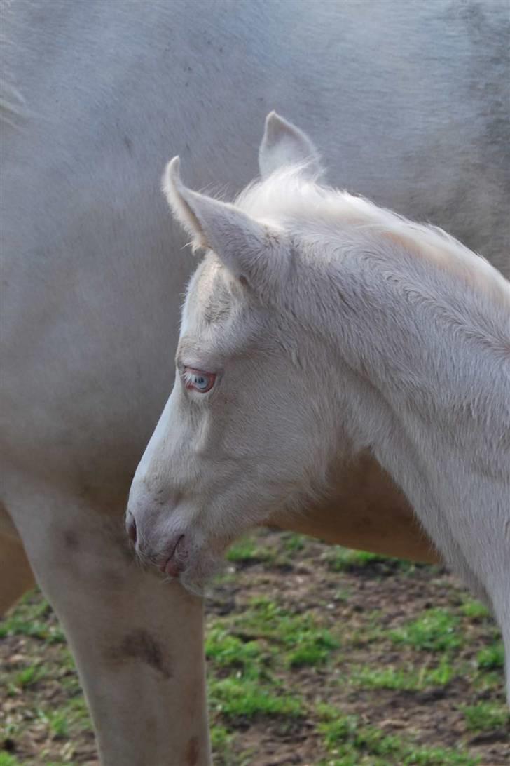 Palomino Blue Blizzard  billede 8