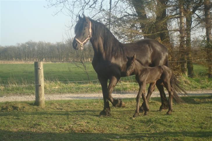 Frieser Dakota  *solgt*  :'o( billede 3