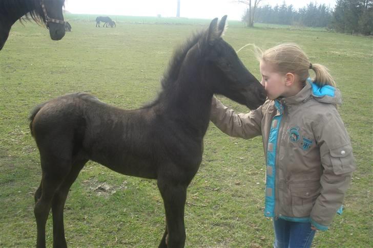 Frieser Dakota  *solgt*  :'o( billede 4