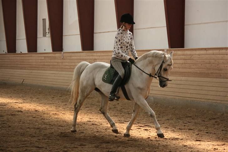 DSP STAR {b-pony} - første gang jeg rider dressur på hende :) billede 8