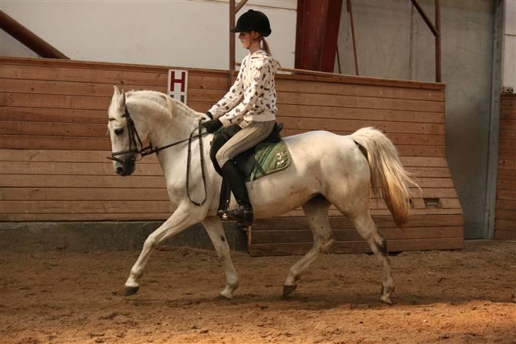 DSP STAR {b-pony} - første gang jeg rider dressur på hende :) billede 9