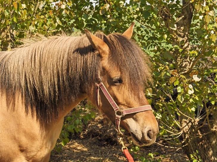 Anden særlig race fanny - hmm tror hun er 3 år her, smuk ikke ;) billede 1