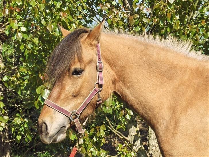 Anden særlig race fanny billede 4