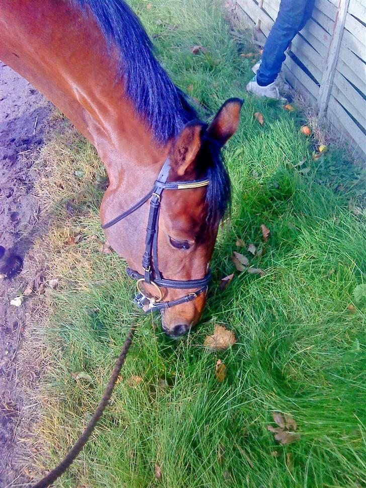 Dansk Varmblod Salantha Hill billede 9