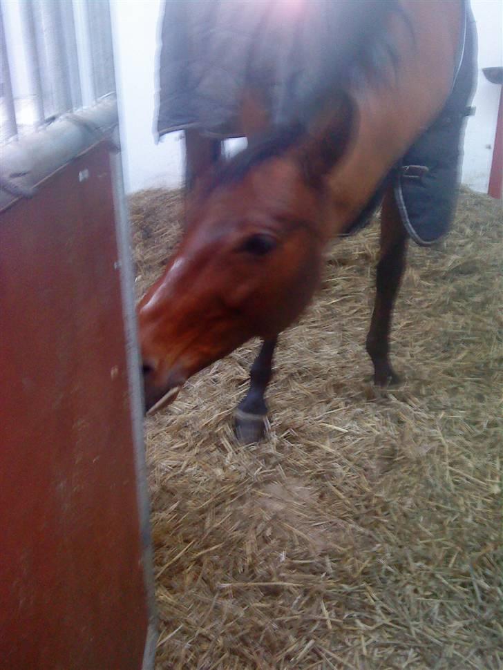 Dansk Varmblod Salantha Hill billede 10