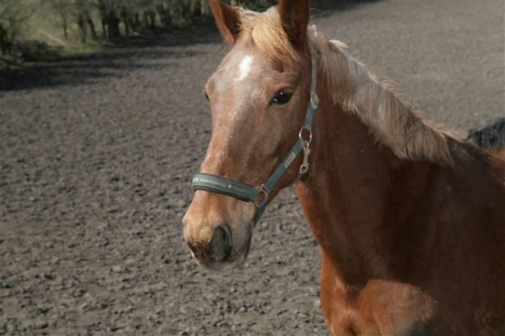 Traver Aka Lendalund billede 10