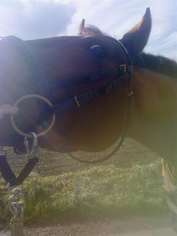 Dansk Varmblod Salantha Hill billede 11