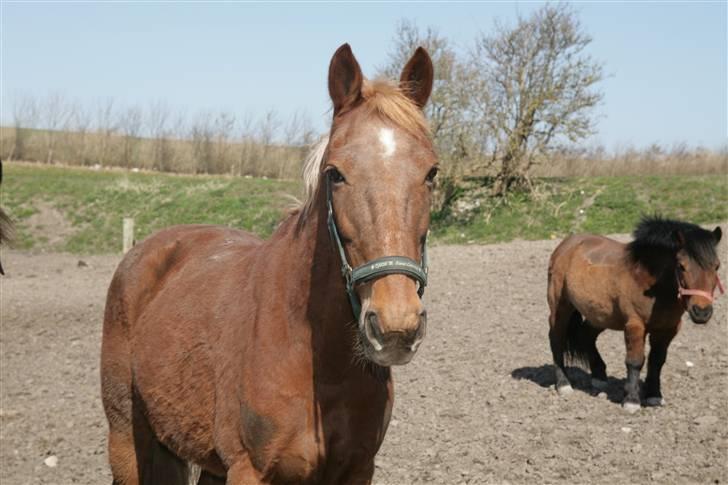 Traver Aka Lendalund billede 11