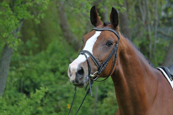 Hannoveraner Little Miss Lesly - Smukke Lesly <3 billede 12