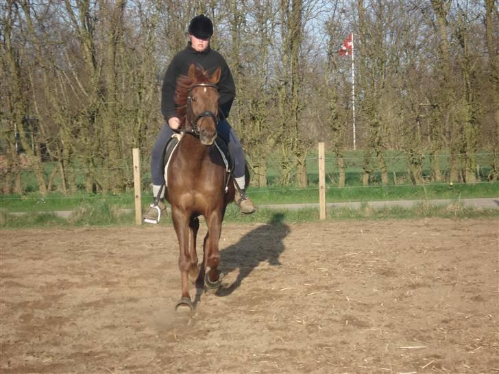 Dansk Varmblod Juvel Mols (Passer hest) - Wiiii... En rigtig bølle! billede 8