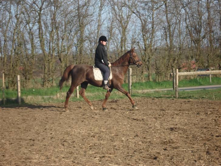 Dansk Varmblod Juvel Mols (Passer hest) - Se mig!! Jeg kan løbe stærkt! billede 9