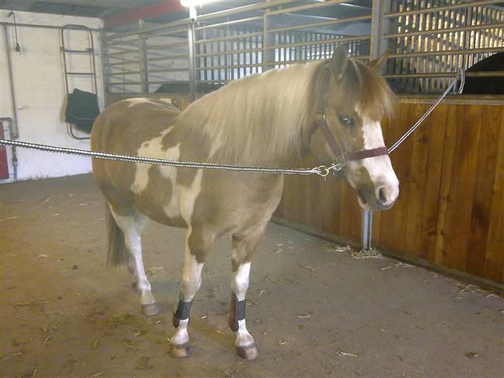 Anden særlig race mickey billede 14