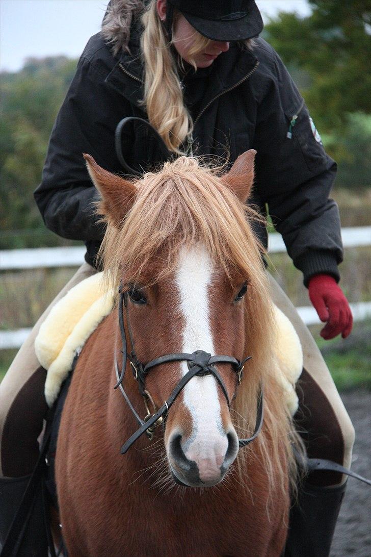 Islænder Freja  billede 19