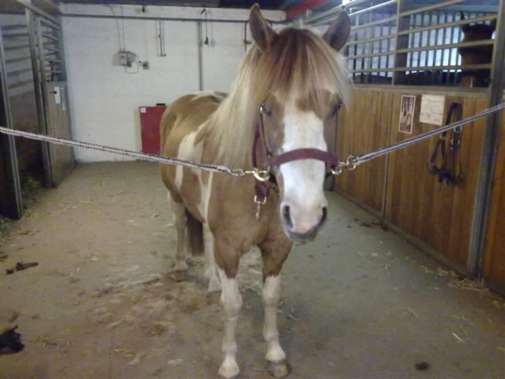 Anden særlig race mickey billede 16