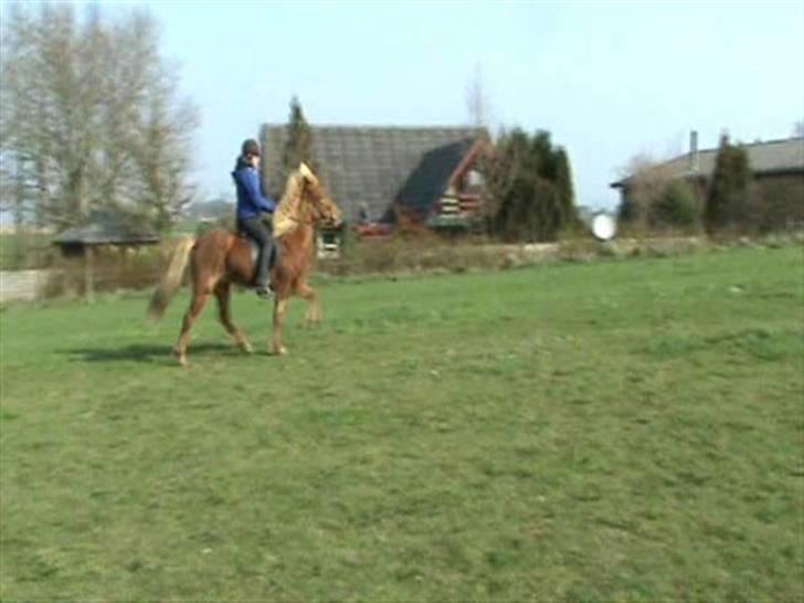 Islænder Sólfari fra Skannerup billede 11