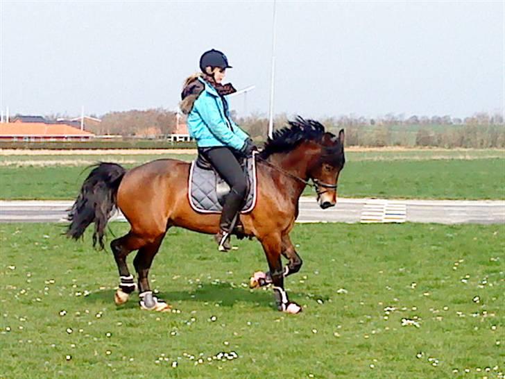 Welsh Cob (sec D)  Dancer *SOLGT* - Regitze rider dancer for mig, han går super. tak gitz. :´) <3 billede 18