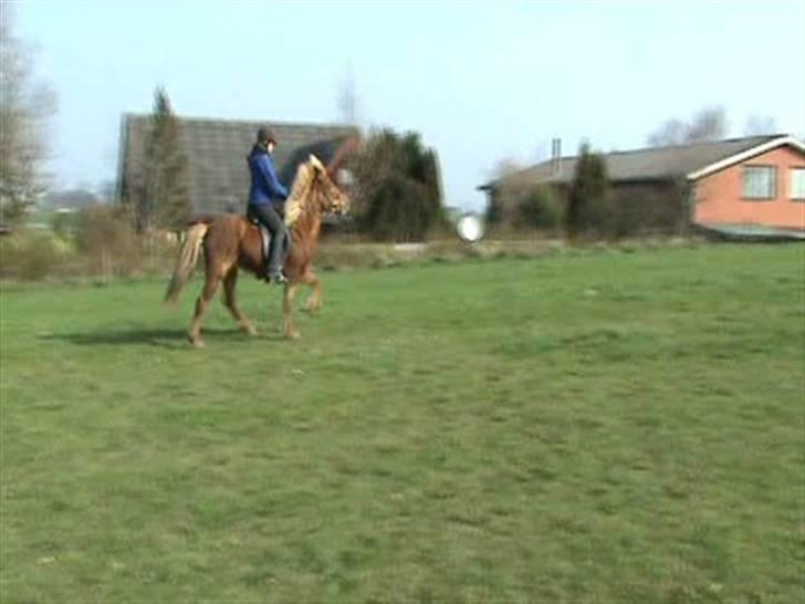 Islænder Sólfari fra Skannerup billede 12