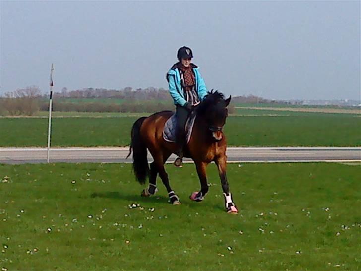 Welsh Cob (sec D)  Dancer *SOLGT* - dancer & regtize. <3 billede 19