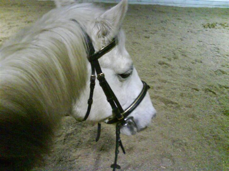 Anden særlig race Pacha Rex Arabi billede 2