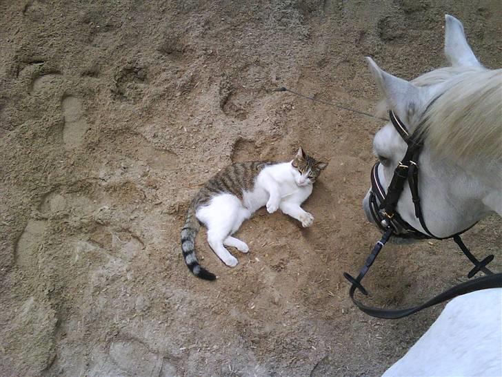 Anden særlig race Pacha Rex Arabi billede 3