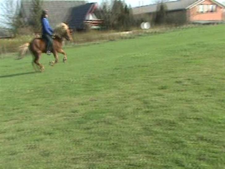 Islænder Sólfari fra Skannerup billede 13