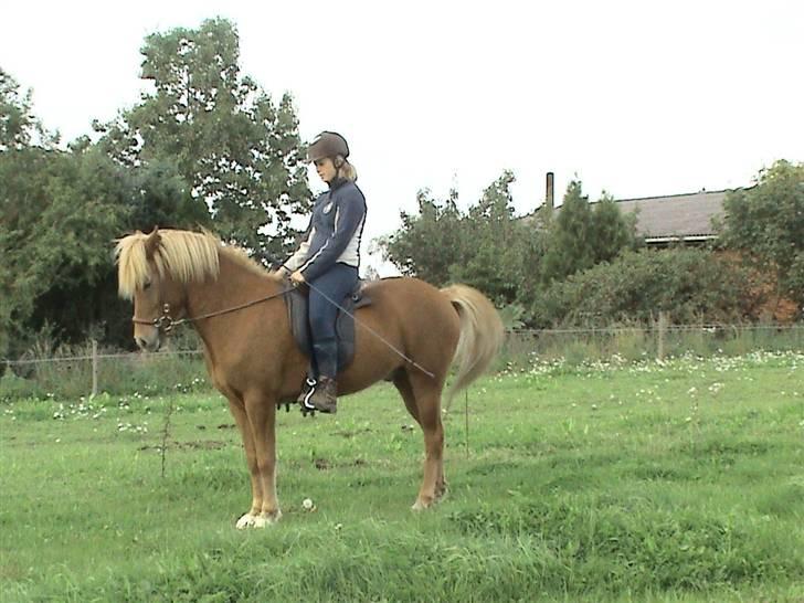 Islænder Sólfari fra Skannerup billede 14