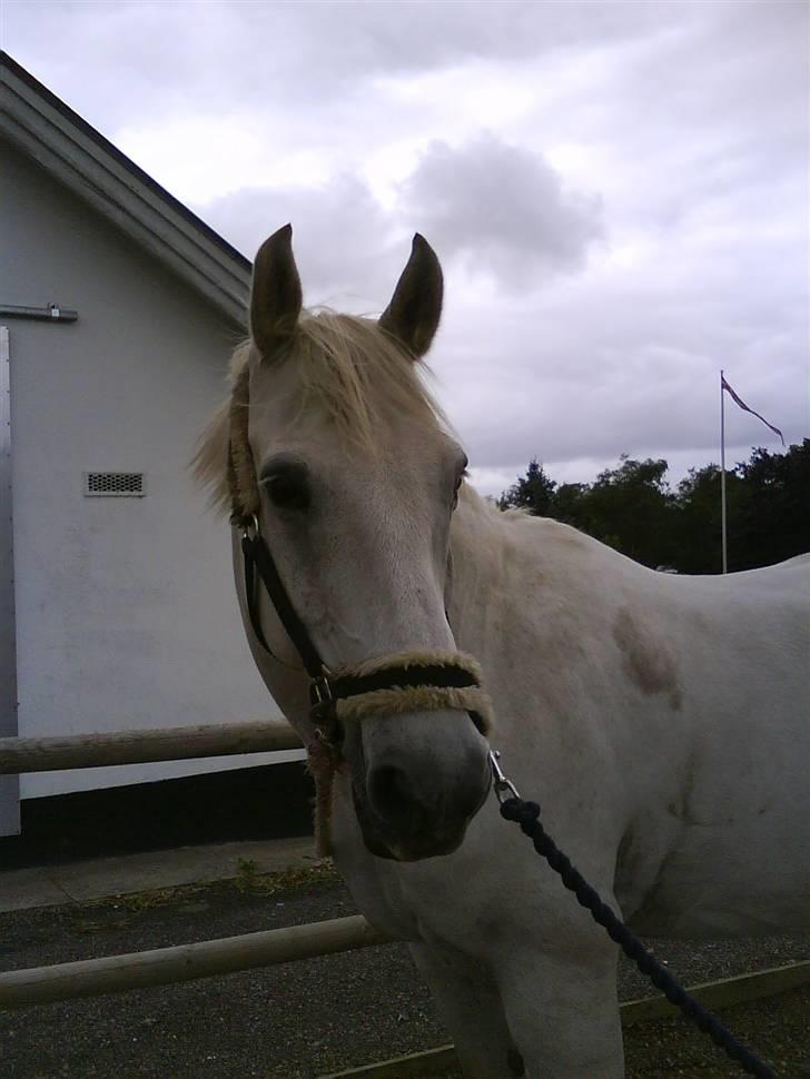 Anden særlig race Pacha Rex Arabi billede 4