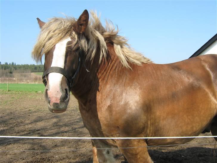 Jyde Conrad - han er så kæle og vil gerne have opmærksomhed : foto miig billede 8