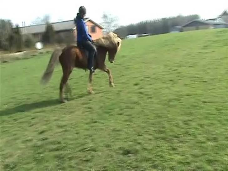 Islænder Sólfari fra Skannerup billede 15