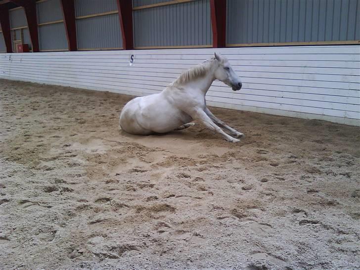 Anden særlig race Pacha Rex Arabi billede 5