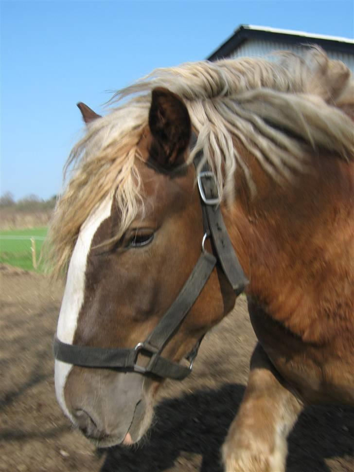 Jyde Conrad - : foto miig billede 9