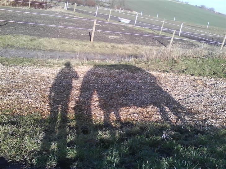 Anden særlig race Pacha Rex Arabi billede 6