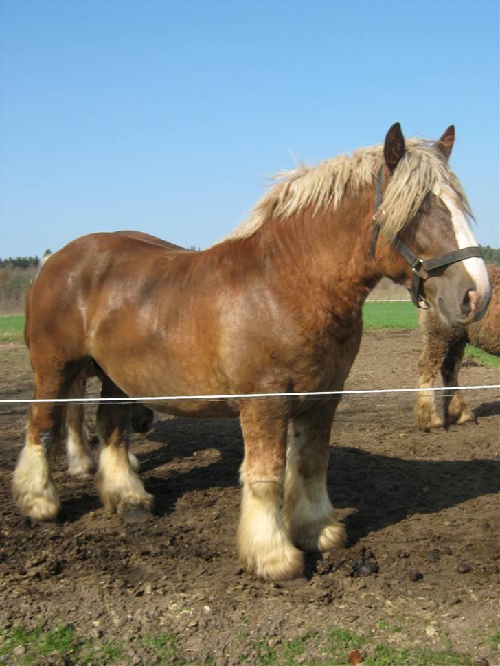 Jyde Conrad - : foto miig billede 10