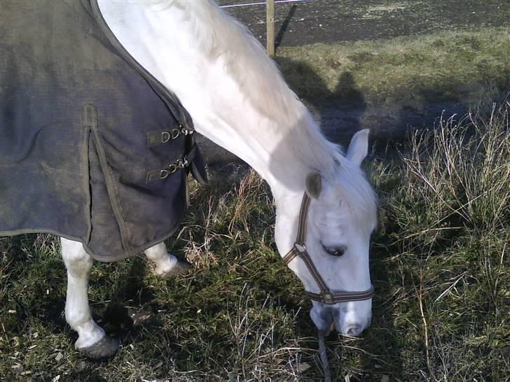 Anden særlig race Pacha Rex Arabi billede 7