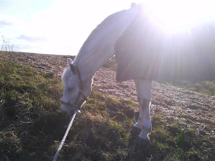 Anden særlig race Pacha Rex Arabi billede 8
