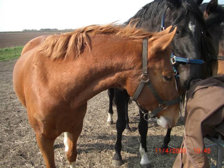 Frederiksborg Sylvester billede 14