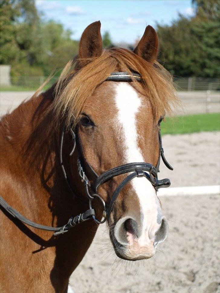New Forest Flintdales Apollon :-) billede 3