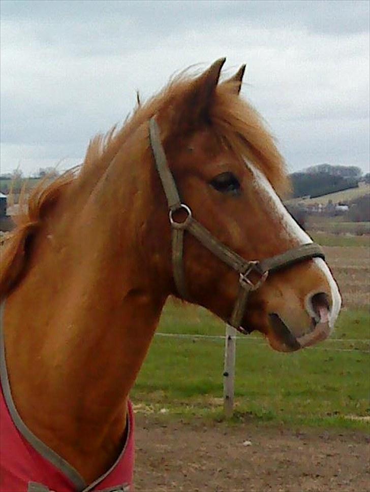 New Forest Flintdales Apollon :-) billede 4