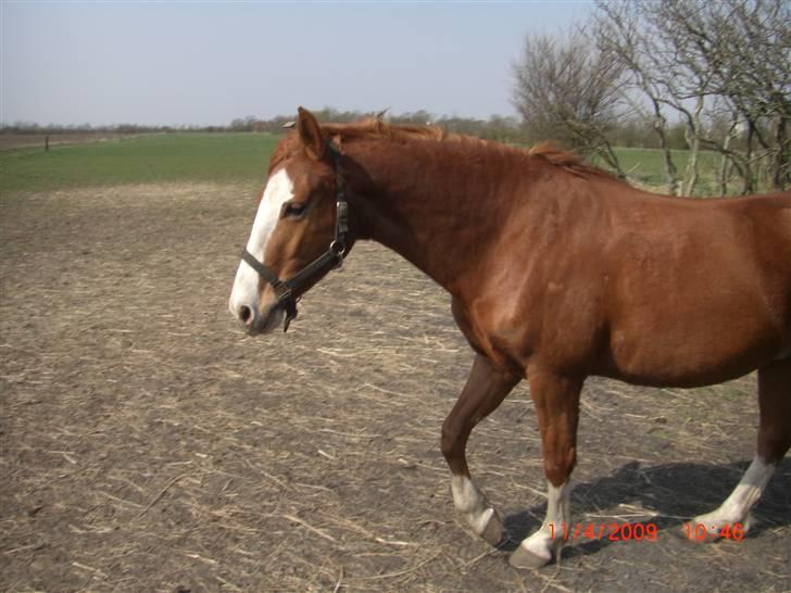 Frederiksborg Sylvester billede 15