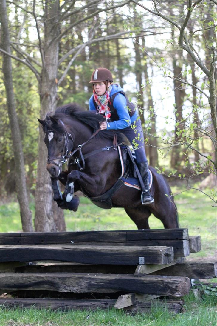 New Forest Bjernagergårds Mischa - Terræn trænning billede 1